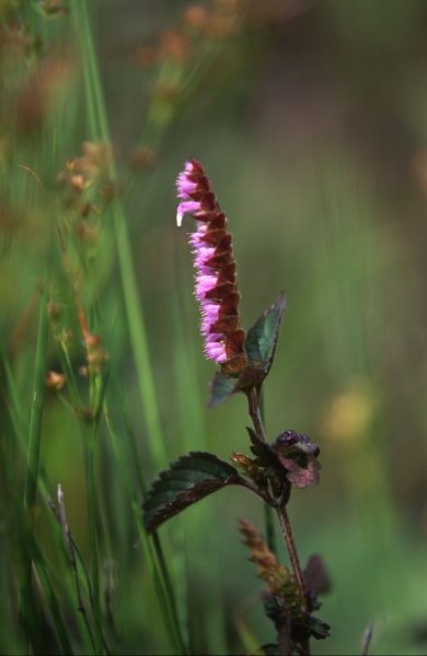 画像2: ナギナタコウジュ（葉・茎・花） (2)