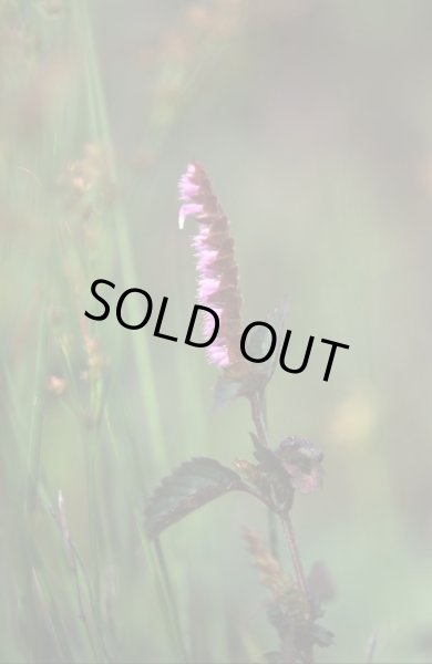 画像2: ナギナタコウジュ（葉・茎・花） (2)