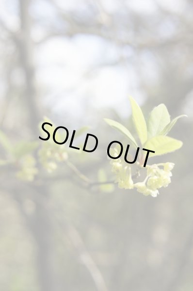 画像2: 養命酒製造のど飴（生姜はちみつ） (2)