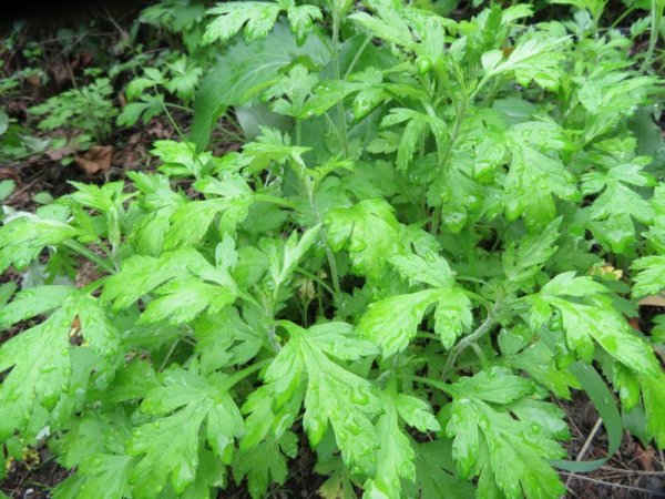 画像2: ヨモギ（葉・茎） (2)