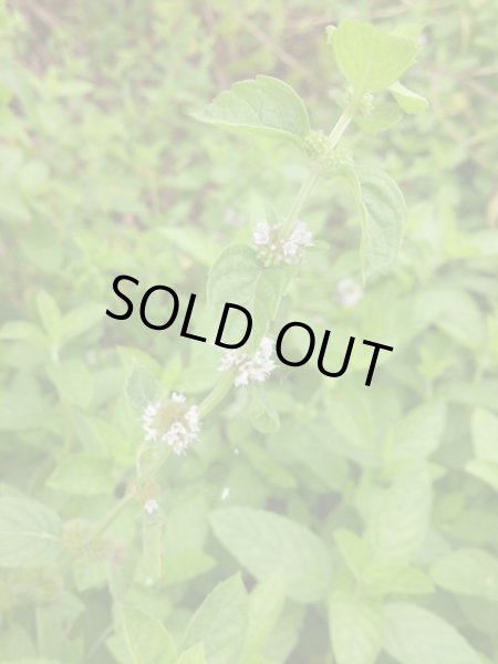 画像3: 和ハッカ（葉・茎） (3)