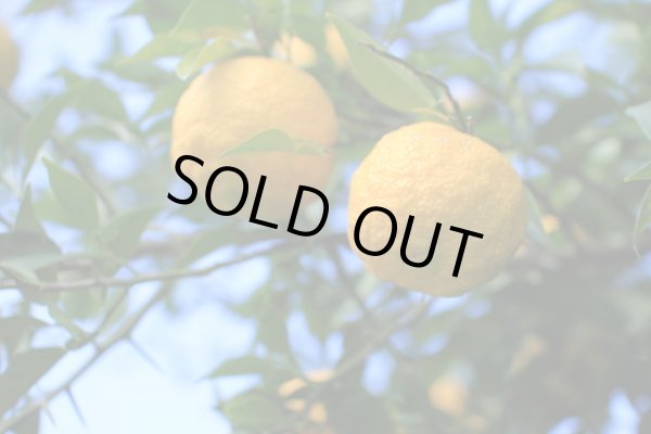 画像1: ユズ（果皮）SALE　800円→600円 (1)