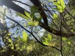 画像3: 【数量限定・特価】クロモジ枝 (3)