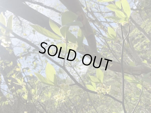 画像3: 【数量限定・特価】クロモジ枝 (3)