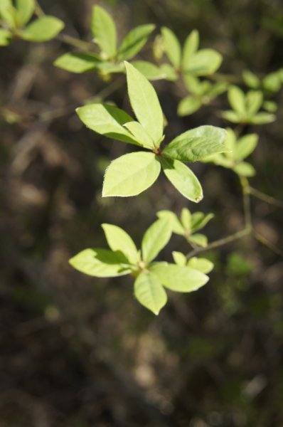 画像3: クロモジ（葉・枝）大袋 (3)
